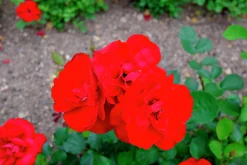 Flerblommig Buskros 'Lilli Marleen' 'Korlima' Barrotad