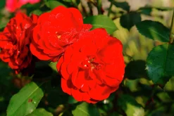 Flerblommig Buskros 'Lilli Marleen' 'Korlima' Barrotad