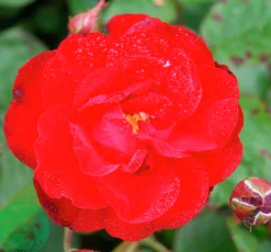Flerblommig Buskros 'Lilli Marleen' 'Korlima' Barrotad