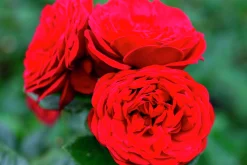 Flerblommig Buskros 'Look Good Feel Better' 'Poulcas034' Barrotad