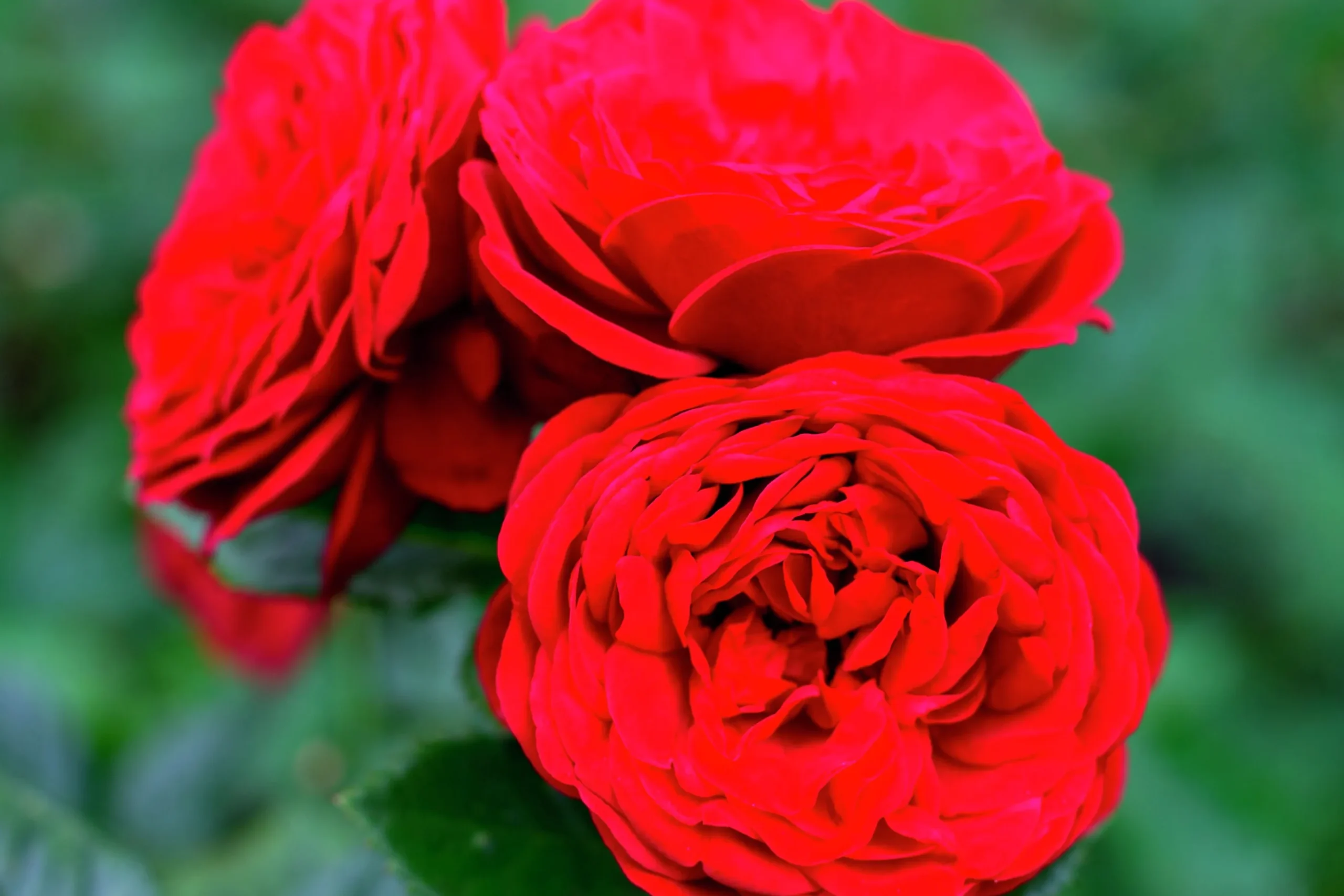 Flerblommig Buskros 'Look Good Feel Better' 'Poulcas034' Barrotad