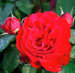 Flerblommig Buskros 'Look Good Feel Better' 'Poulcas034' Barrotad
