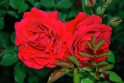 Flerblommig Buskros 'Look Good Feel Better' 'Poulcas034' Barrotad