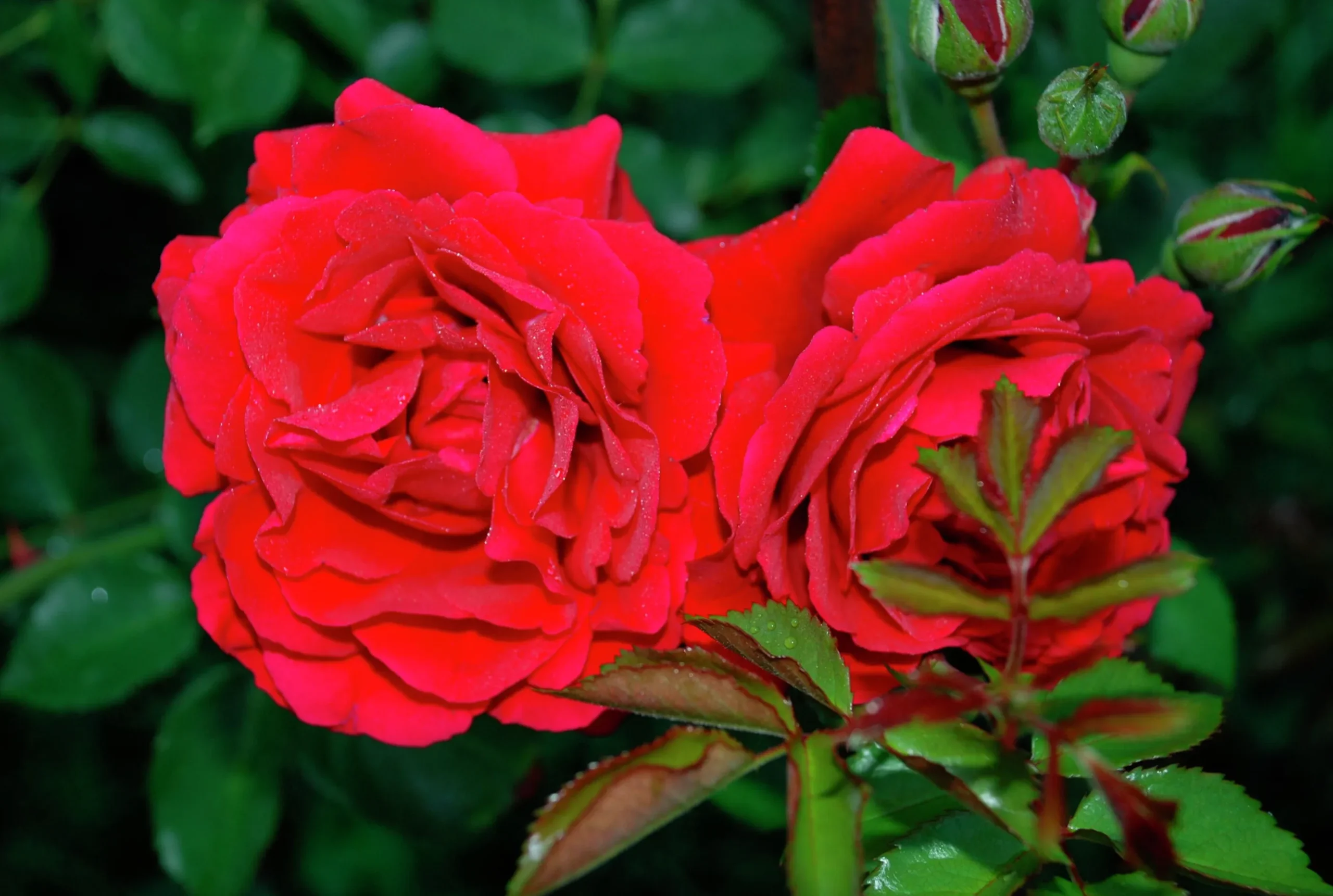 Flerblommig Buskros 'Look Good Feel Better' 'Poulcas034' Barrotad