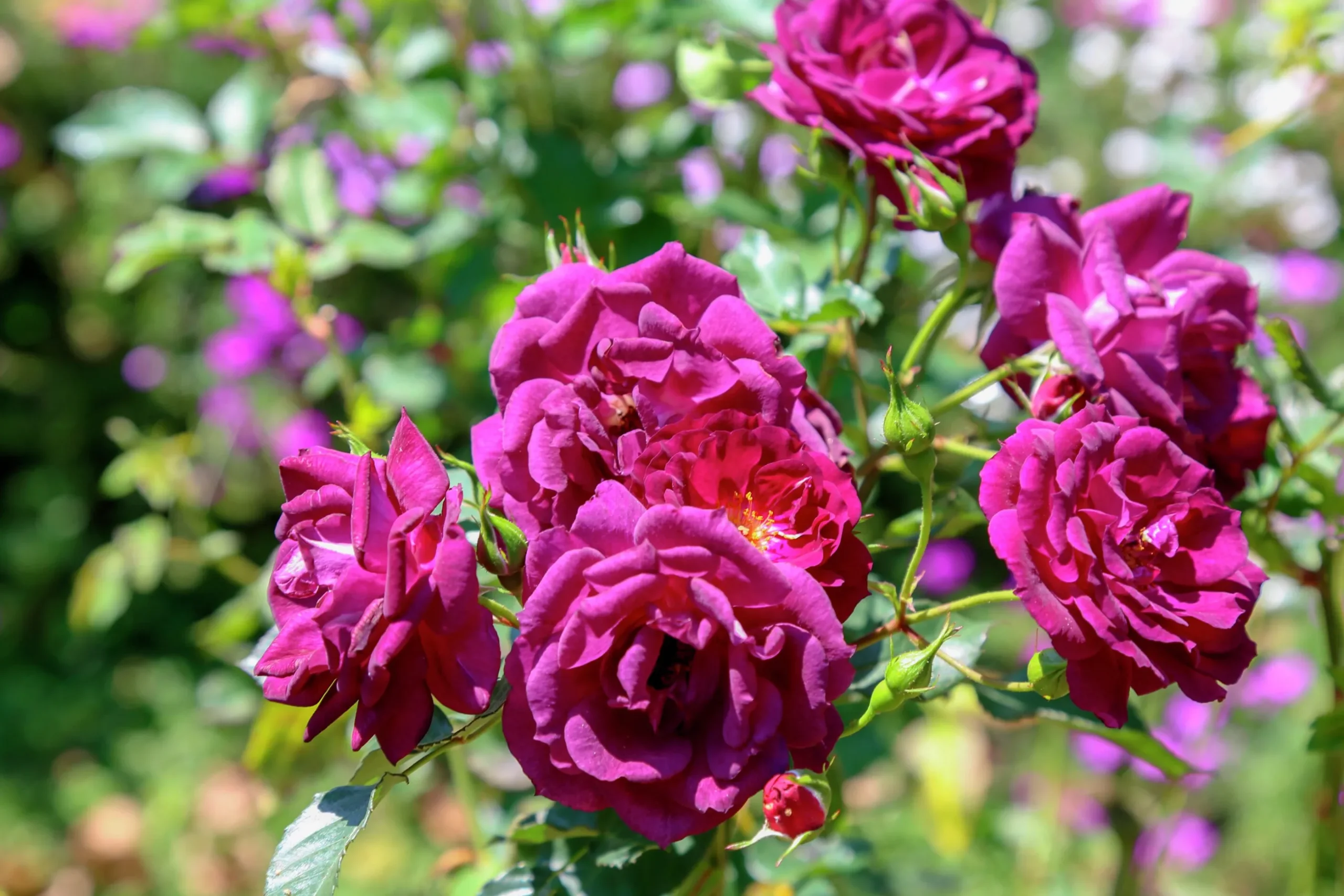 Flerblommig Buskros 'Midnight Blue' 'Wekfabpur' Barrotad