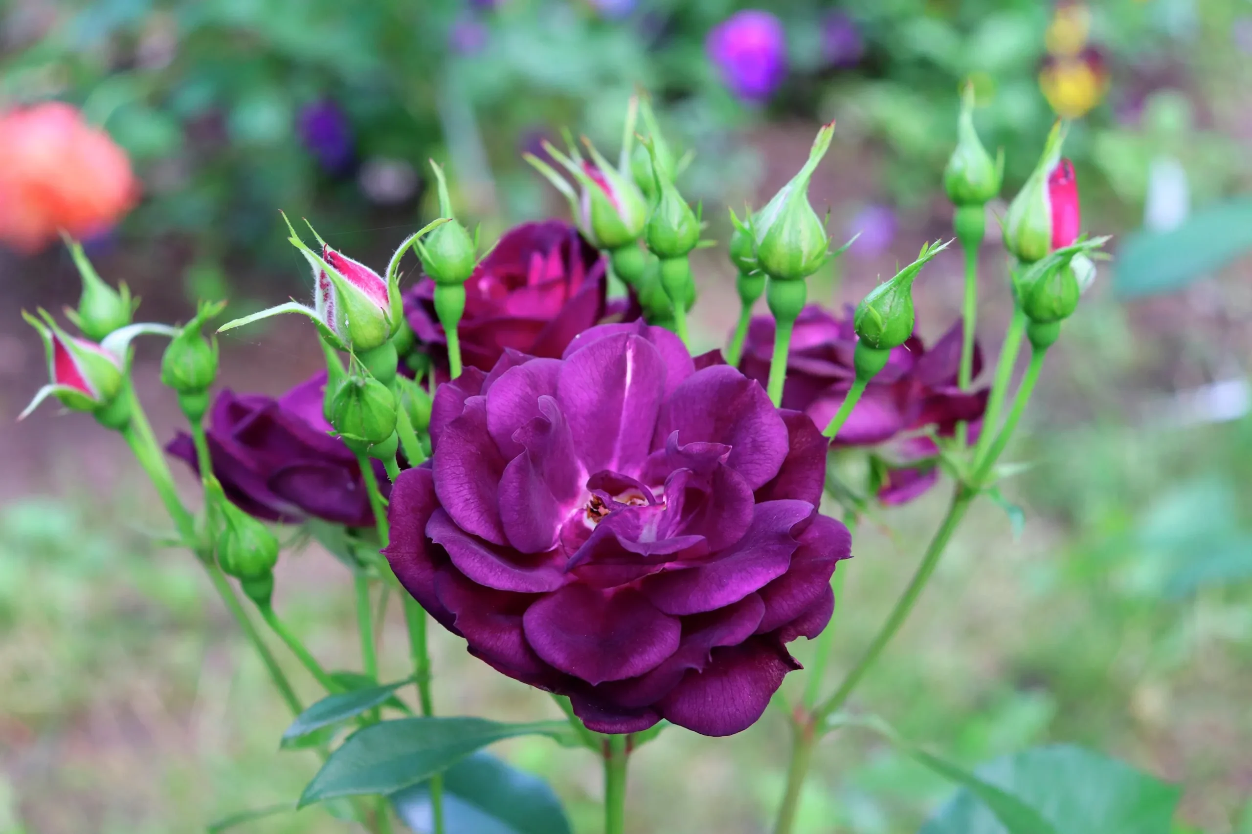 Flerblommig Buskros 'Midnight Blue' 'Wekfabpur' Barrotad