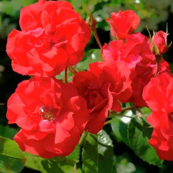 Flerblommig Buskros 'Molde' 'Tannimoll' Barrotad