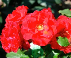 Flerblommig Buskros 'Molde' 'Tannimoll' Barrotad
