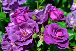 Flerblommig Buskros 'Rhapsody in Blue' 'Frantasia' Barrotad