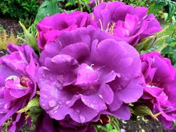 Flerblommig Buskros 'Rhapsody in Blue' 'Frantasia' Barrotad