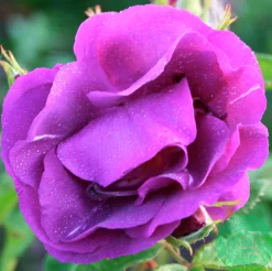 Flerblommig Buskros 'Rhapsody in Blue' 'Frantasia' Barrotad