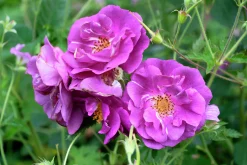 Flerblommig Buskros 'Rhapsody in Blue' 'Frantasia' Barrotad