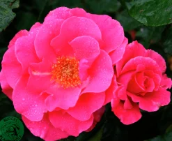 Flerblommig Buskros 'Romanze' 'Tanezamor' Barrotad