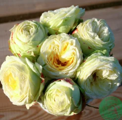 Flerblommig Buskros 'Wedding Piano' 'Tan09469' Barrotad