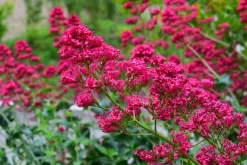 Flerårig Pipört 'Coccineus'