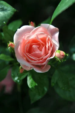 Floribundaros 'Astrid Lindgren' 'Pouluf' Barrotad