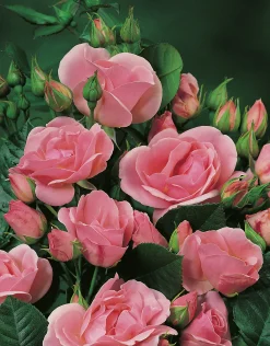 Floribundaros 'Astrid Lindgren' 'Pouluf' Barrotad