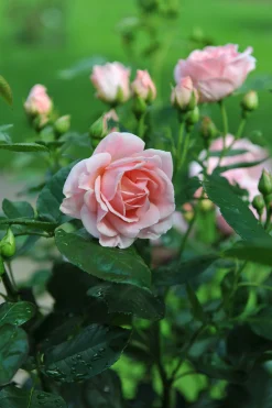 Floribundaros 'Astrid Lindgren' 'Pouluf' Barrotad