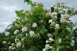 Floribundaros 'Climbing Iceberg' syn. 'Climbing Schneewittchen' Barrotad