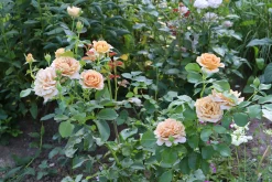 Floribundaros 'Honey Dijon' Barrotad