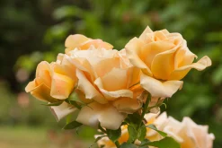 Floribundaros 'Honey Dijon' Barrotad