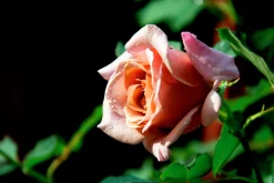 Floribundaros 'Koko Loko Wekbijou' Barrotad