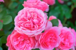 Floribundaros 'Leonardo da Vinci' 'Meideauri' Barrotad