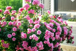 Floribundaros 'Leonardo da Vinci' 'Meideauri' Barrotad