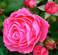 Floribundaros 'Leonardo da Vinci' 'Meideauri' Barrotad
