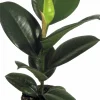 Fönsterfikus lat. Ficus elastica 'Robusta'