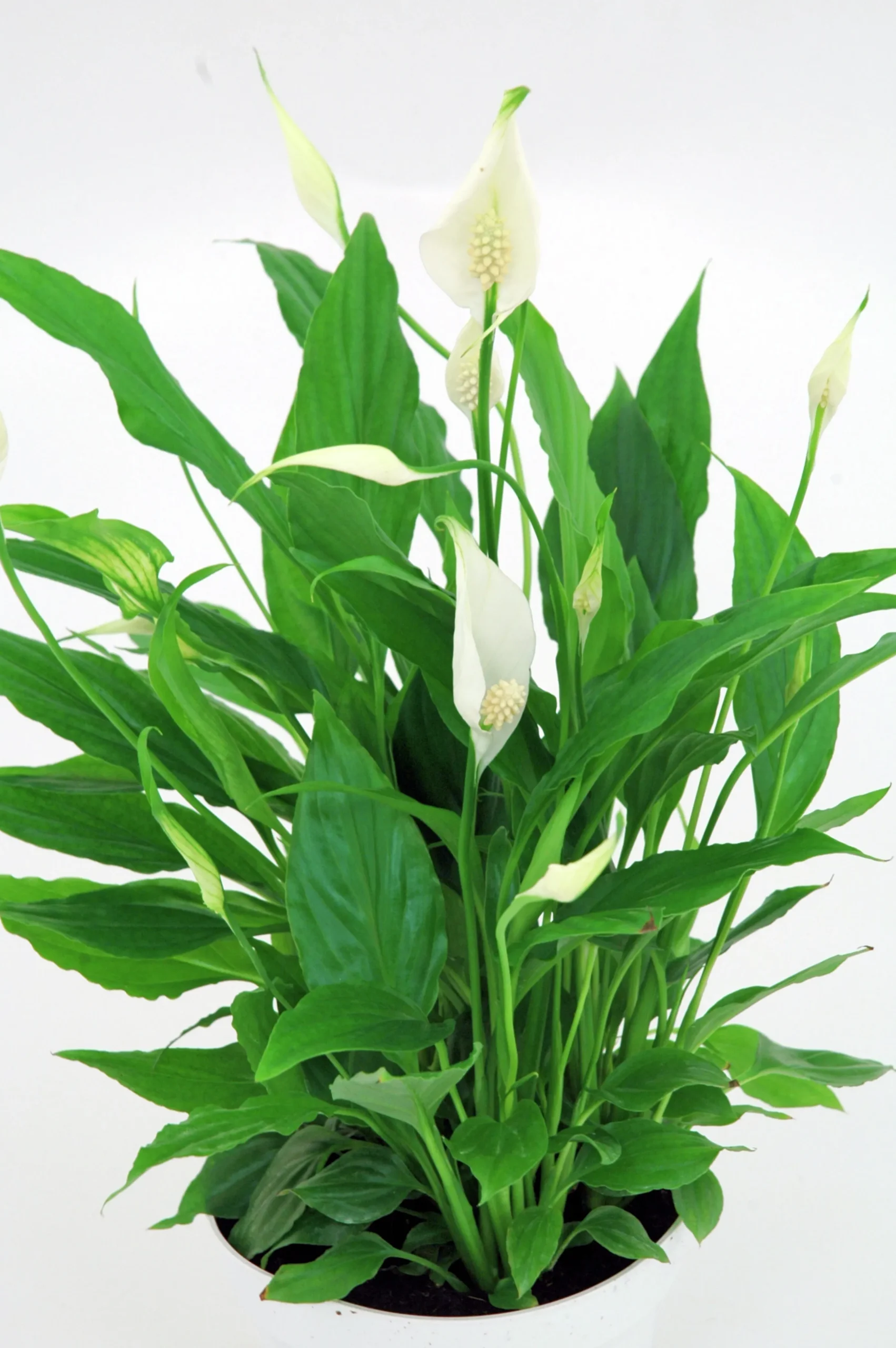 Fredskalla lat. Spathiphyllum wallisii 'Sweet Silvio'