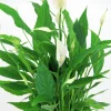 Fredskalla lat. Spathiphyllum 'Sweet Chico'