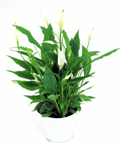 Fredskalla lat. Spathiphyllum 'Sweet Chico'