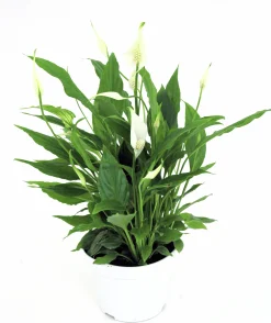 Fredskalla Sweet Silvio 14cm kruka