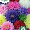 Fröer Nelson Garden Aster Dubbel Blandade färger