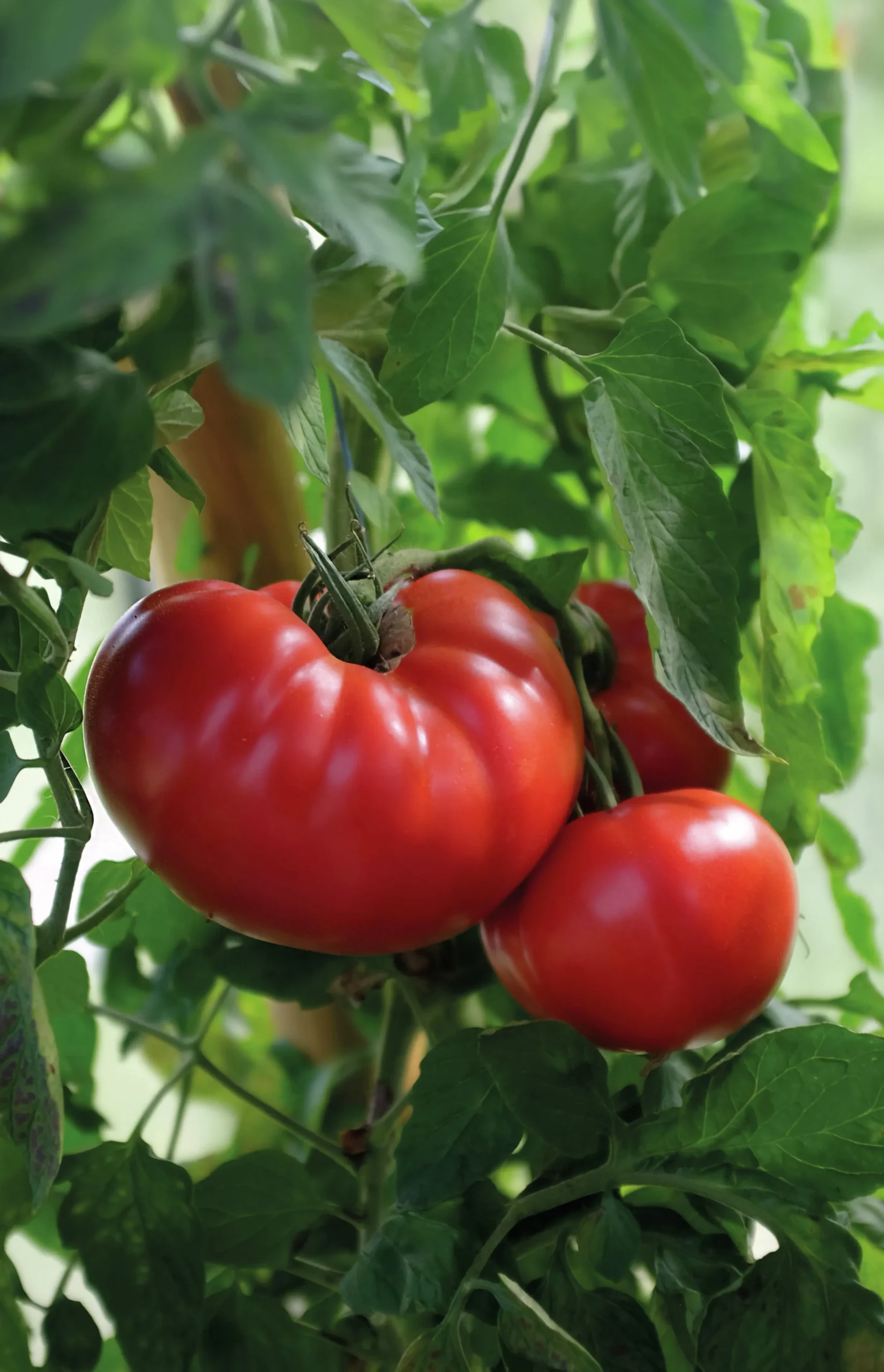Fröer Nelson Garden Bifftomat Gigantomo F1 Hög