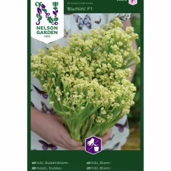 Fröer Nelson Garden Bukettblomkål Blumini F1