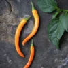 Fröer Nelson Garden Chilipeppar Kilián Orange