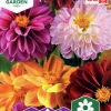 Fröer Nelson Garden Dahlia Sommar Redskin