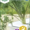 Fröer Nelson Garden Dill Thalia Hydroponisk odling