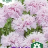 Fröer Nelson Garden Fjädervallmo Lilac Pompom