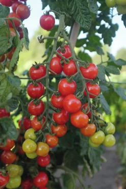 Fröer Nelson Garden Körsbärstomat Rubylicious F1 Hög