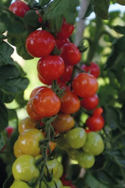 Fröer Nelson Garden Körsbärstomat Rubylicious F1 Hög
