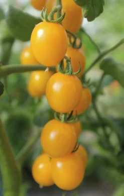 Fröer Nelson Garden Körsbärstomat Golden Pearl F1 Hög