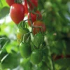 Fröer Nelson Garden Körsbärstomat Monterrey F1 Hög Organic