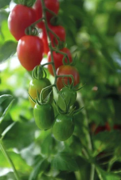 Fröer Nelson Garden Körsbärstomat Monterrey F1 Hög Organic