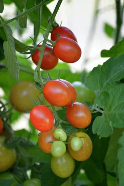 Fröer Nelson Garden Körsbärstomat Krebs Aura Hög