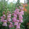 Fröer Nelson Garden Lejongap Opus Pink F1
