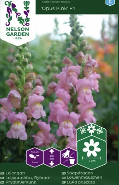 Fröer Nelson Garden Lejongap Opus Pink F1