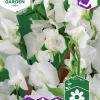 Fröer Nelson Garden Luktärt Royal White Vit